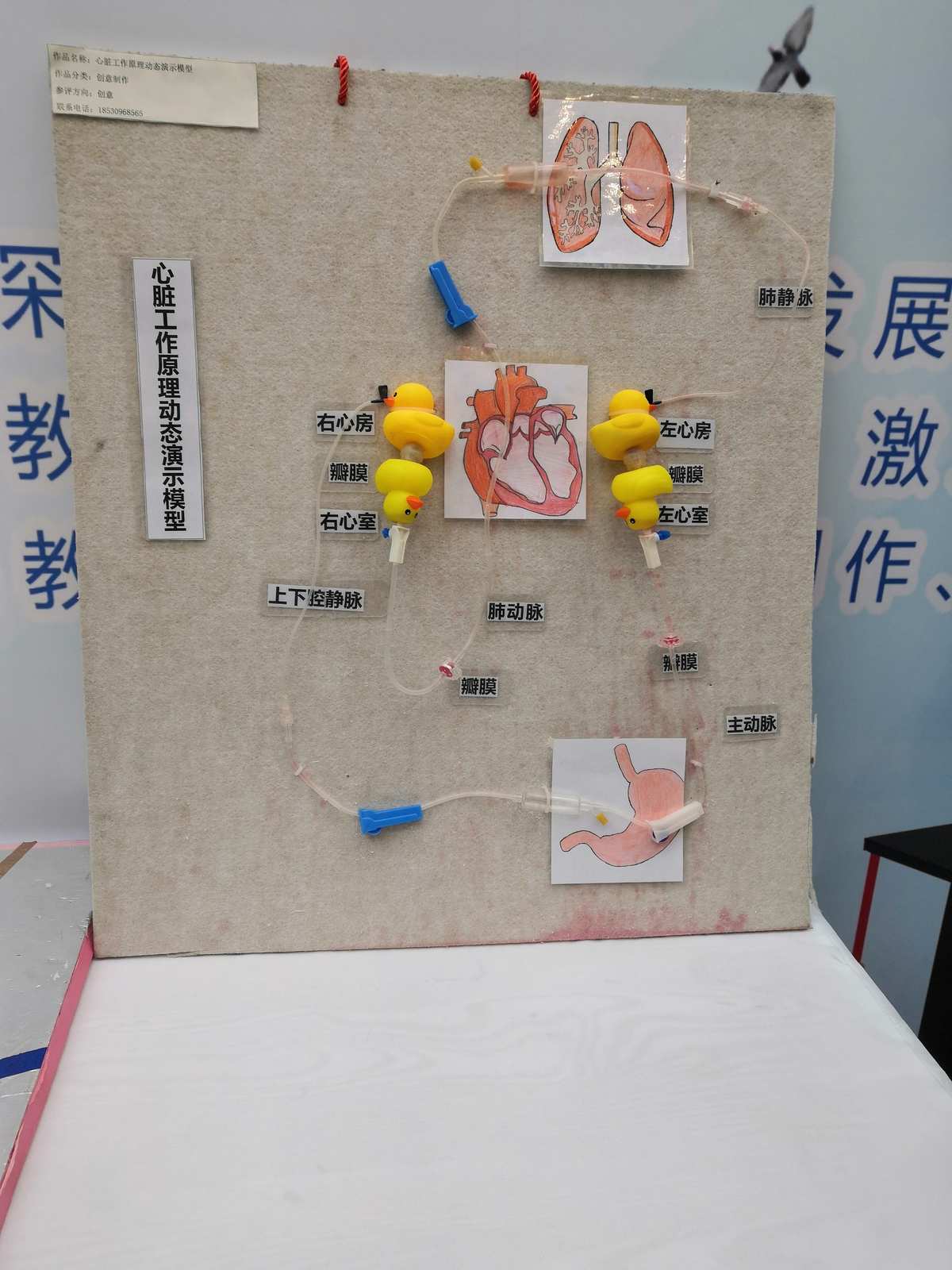 自制教具齊爭(zhēng)彩，科技創(chuàng)新領(lǐng)未來(lái) 教學(xué)模型與教具銷售新風(fēng)尚